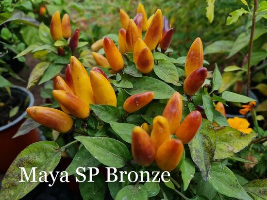 Maya SP Bronze (4*) (asā pipara stāds podiņā)